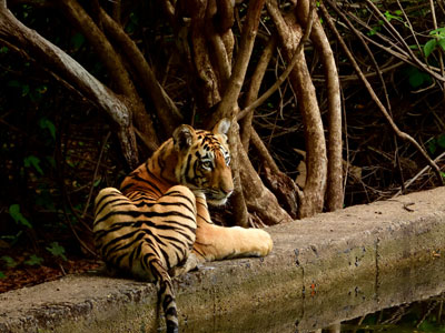 Pench Maharashtra - VGH Nagpur