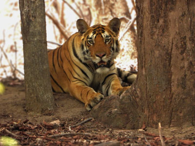 Pench Maharashtra - VGH Nagpur