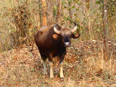 Pench Maharashtra - VGH Nagpur