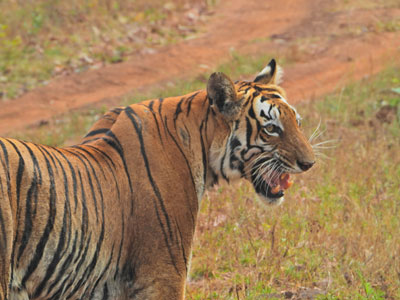 Tadoba Pangdi Zone - VGH Nagpur