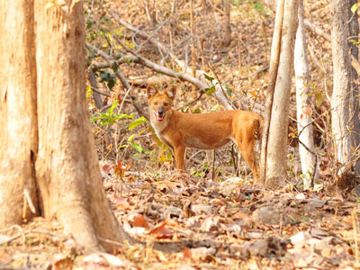 Pench Maharashtra - VGH Nagpur