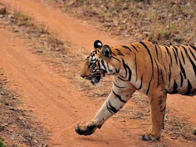 Pench Maharashtra - VGH Nagpur