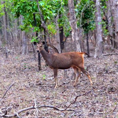 Sambar